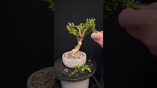 Boxwood Bonsai  Spring Prep 12 [upl. by Reedy]