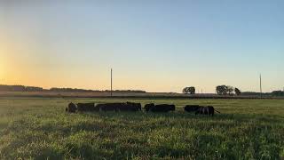 Cattle grazing clover grass mixtu [upl. by Ssitnerp]