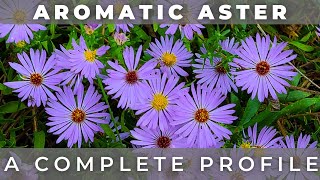 Aromatic Aster  A Complete Profile [upl. by Ariahs]