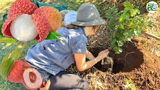 Lychee Tree  Planting for Success Lots of Fruit [upl. by Noskcire]