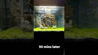 DYMAX CLEAR X POWDER It Works 🎉🎉 paulstingray dymax paulsaquariums aquarium [upl. by Bradleigh]