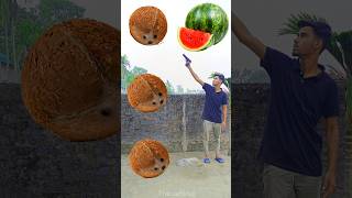 Rounding coconut to Grapes Mango lichi amp Watermelon  Fruits names magic video [upl. by Aloise]