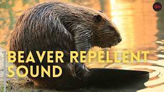 Beaver Repellent Sound [upl. by Nalyk539]