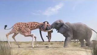 Elephant Vs Giraffe Water Fight [upl. by Zola642]