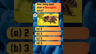 Honeybees Eye  animalquiz [upl. by Breanne284]