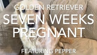 Golden Retriever 7 Weeks Pregnant  7 Weeks Pregnant Dog [upl. by Namyh65]