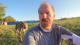 Turning Your Back To Leopards amp Cheetahs  BIG CATS Show Their Predatory Nature Part 2 [upl. by Dichy]