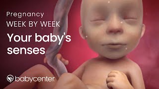 Your babys senses Pregnancy week by week [upl. by Hennie538]