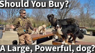 Should I Buy A Large Powerful Dog Some Things To Consider [upl. by Laufer]