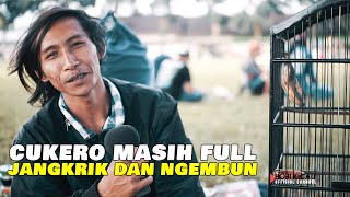 CUCAK IJO CUKERO BELINYA PAKAI DUIT PINJAMAN [upl. by Efinnej]