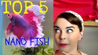 TOP 5 BEGINNER FISH FOR NANO TANKS  Freshwater [upl. by Neffirg807]