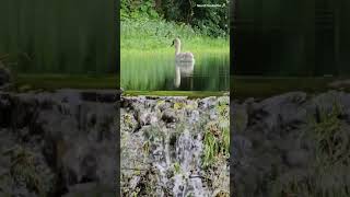 Lone Swan on the Wandle canal in Carshalton by the waterfall [upl. by Mariejeanne]