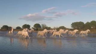 Ride of the Camargue Horses [upl. by Roinuj719]