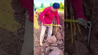 The process of digging dioscorea root Good tools and machinery can increase work efficiency [upl. by Jaymie31]