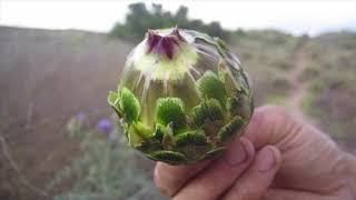 Suburban Survival Artichoke Thistle [upl. by Eceinhoj]