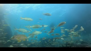 Boynton Beach Inlet Underwater Camera Sharks Snook Snapper And More [upl. by Aiuqet]