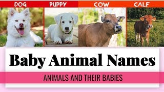 Animals Name  Learn Animals Name in English  Animals Name Basic English Learning  animal pictures [upl. by Em]