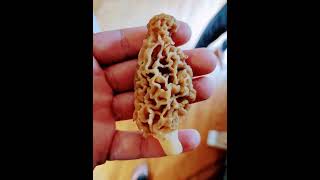 MORE MORE MICHIGAN MOREL MUSHROOMS I FOUND AND PICKED northernmichigan morelmushrooms morels [upl. by Ettinger880]