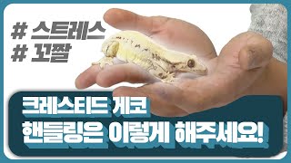 크레스티드 게코 핸들링할때 절대 이렇게 하시면 안됩니다 꼬리가 잘려서 다시는 이쁜꼬리를 못 볼 수 있습니다 [upl. by Airdna]