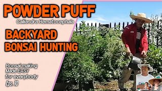 Powder Puff Backyard Bonsai Hunting [upl. by Kyle585]