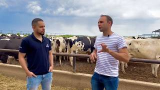 450 COWS IN COMPOST BARN AND DRY LOT IN ARGENTINA [upl. by Danelle]