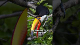 Meet the Amazing Toucan Birds [upl. by Ycnay]