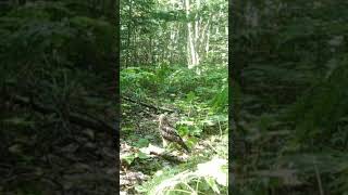 Broad Winged Hawk in Killarney Ontario Part 2 killarneyontario naturevideos naturelovers [upl. by Ennobe]