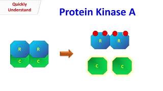 Protein Kinase A [upl. by Naujuj]