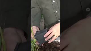 Conseils jardinage Dracaena marginata Entretien et arrosage plante verte shortsyoutube [upl. by Hcnarb]