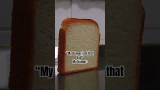 Bread falling meme meme [upl. by Aluor106]