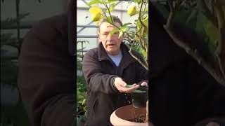 Jardinage Comment traiter la chlorose du citronnier feuilles jaunes du citronnier shortsyoutube [upl. by Adriell]