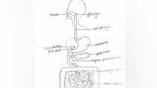 simple drawing of digestive system drawing art easydrawing [upl. by Margy]