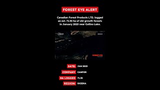 ⚠️ FOREST EYE ALERT⚠️ [upl. by Anelhtac]