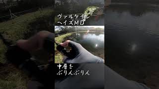 【エリアトラウト】中層をぶりんぶりん shorts エリアトラウト shimano [upl. by Ishmael]