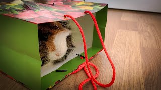 Guinea Pigs Thought That There Was Different Food In DIY Hay Feeders [upl. by Inobe]