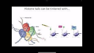 Biochem NBMESTEP 1 Review cell cycle cancer genetics transcription telomeres DNA repairMFM5 [upl. by Nnahgaem]