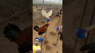 Exciting giant chicken farm chicken farming shortsvideo [upl. by Rodmun174]