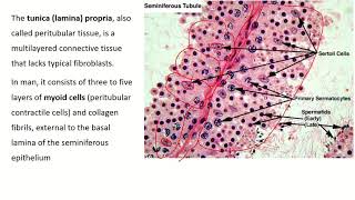 An InDepth Look at Seminiferous Tubule Histology [upl. by Paza]