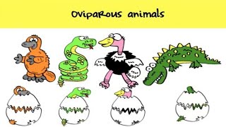 Oviparous Animals Giving Birth [upl. by Lertnek]