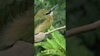 栗喉蜂虎Bluetailed BeeeaterTaipei Zoo [upl. by Glaser]