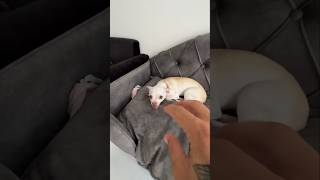 Doing Kuchi Kuchi to my chihuahuas😂 viral shorts [upl. by Iorgos273]