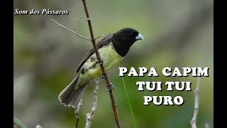 PAPA CAPIM TUI TUI PURO  TREINAMENTO [upl. by Demah]