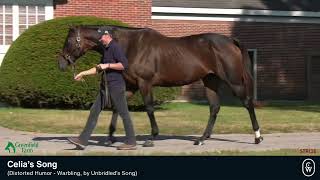 NEW OFFERING Celias Song Graded Stakes Producing Dam [upl. by Laynad]