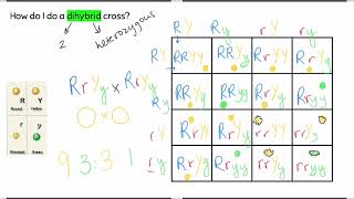 Dihybrid Cross Punnett Square Tutorial  Mendelian Genetics and Ratios [upl. by Atsyrc]