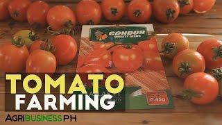 How to grow tomato  Step by stem growing tomatoes from seed  Agribusiness How It Works [upl. by Baker]