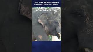 OTAK GAJAH SEBERAT 54 KG shorts gajah elephant [upl. by Esinaj235]