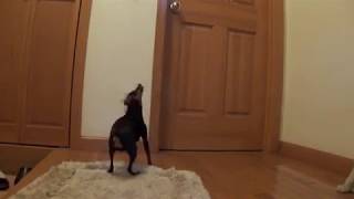 Barking Miniature Pinscher [upl. by Eekaz]