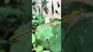 Butterfly  ಚಿಟ್ಟೆ  Yellow waxtail damselfly  Insects  Nature  Raghav Pravir [upl. by Egarton]