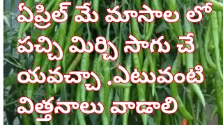 green chilli transplantation in April and May month types of high yielding green chilli seeds [upl. by Perren737]