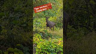 Tiger 🐅 territory samba deer in jim Corbett National park nature jimcorbett [upl. by Madel623]